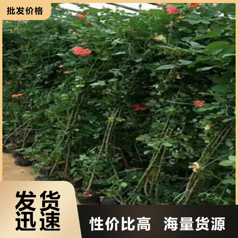 花海景观宿根花卉基地厂家直销省心省钱