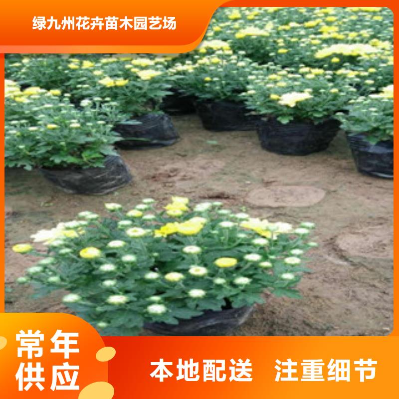 花海景观耐寒耐旱草花基地货源直销