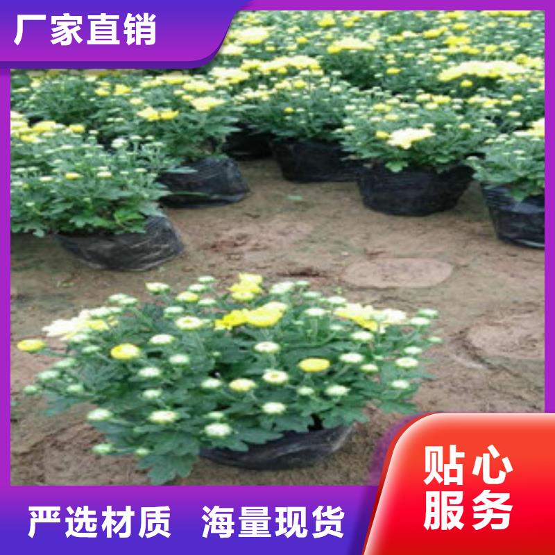 花海景观,水生植物/荷花睡莲主推产品