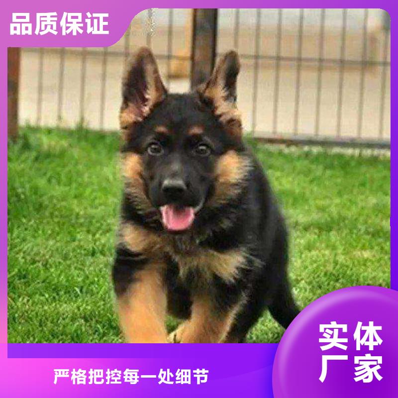 德国牧羊犬,罗威纳犬可定制