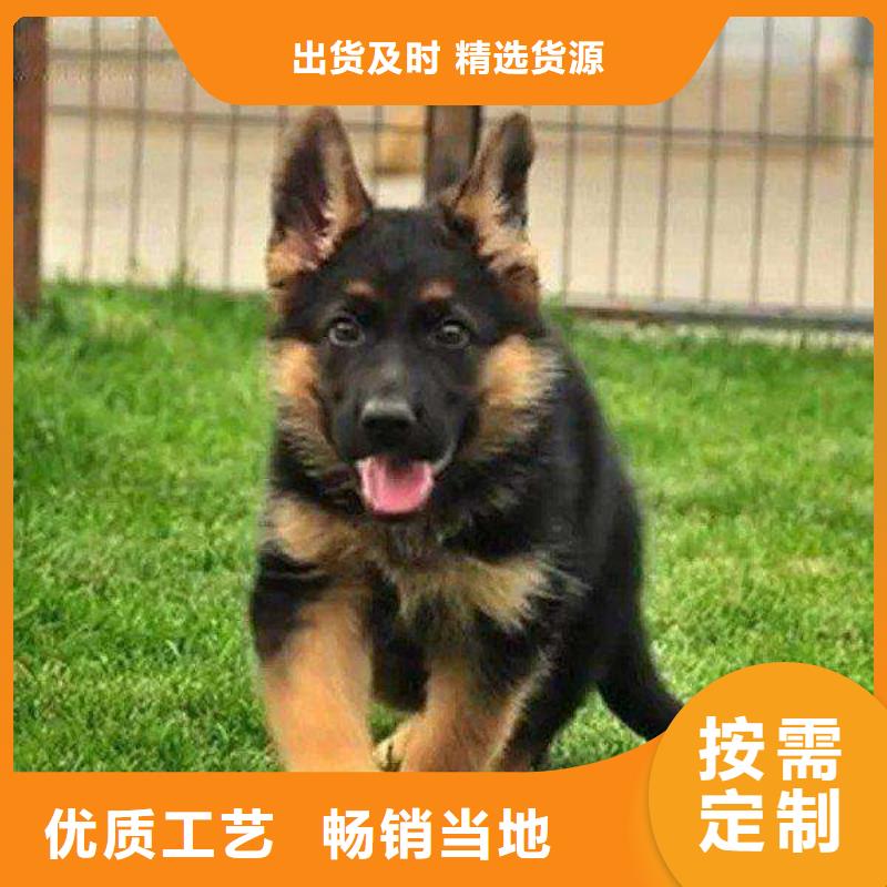 德国牧羊犬杜宾犬老品牌厂家