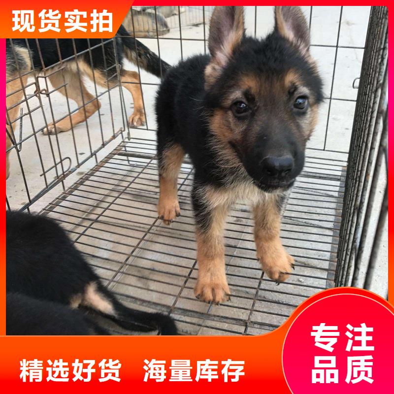 德国牧羊犬-【马犬】库存丰富