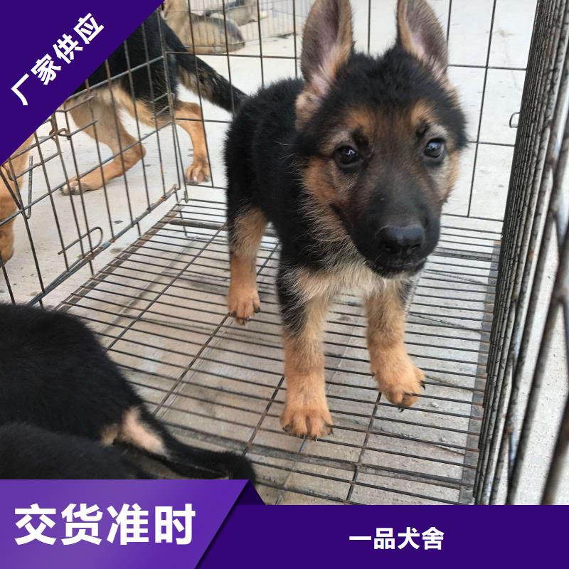 德国牧羊犬德牧犬厂家工艺先进