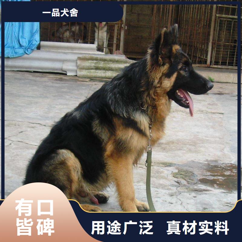 【德国牧羊犬高加索犬技术先进】