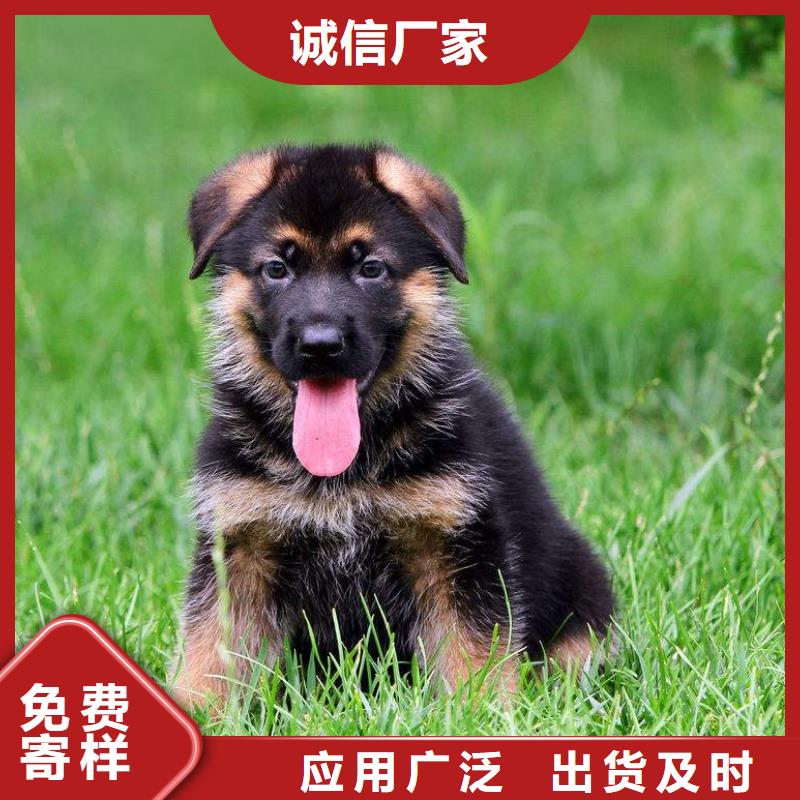 德国牧羊犬杜宾犬长期供应