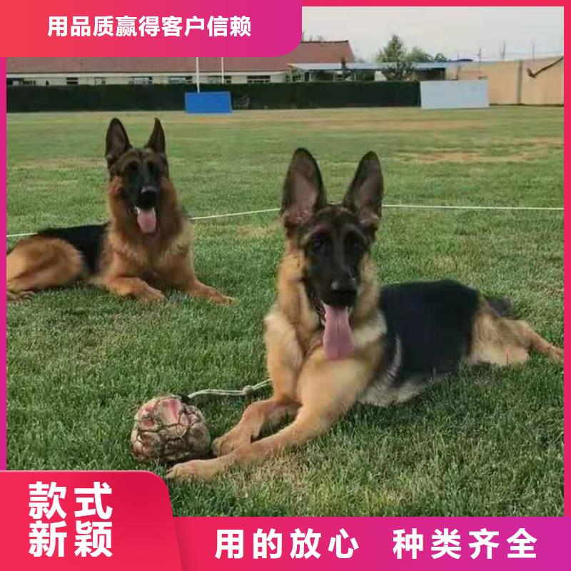 【德国牧羊犬马犬闪电发货】