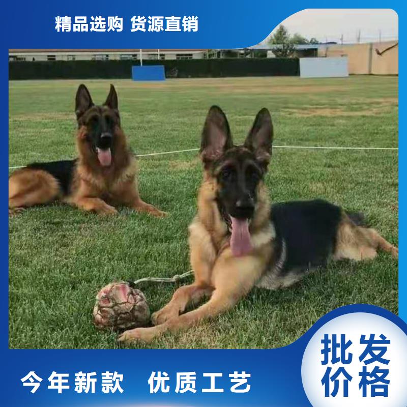 德国牧羊犬德牧犬种类丰富