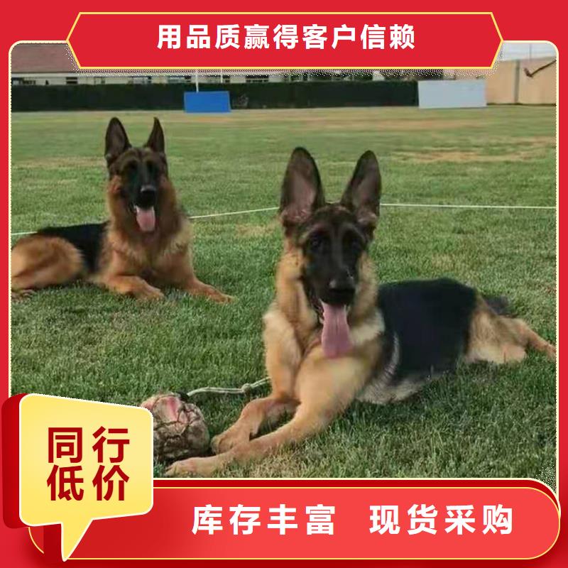 德国牧羊犬,德牧犬多种款式可随心选择