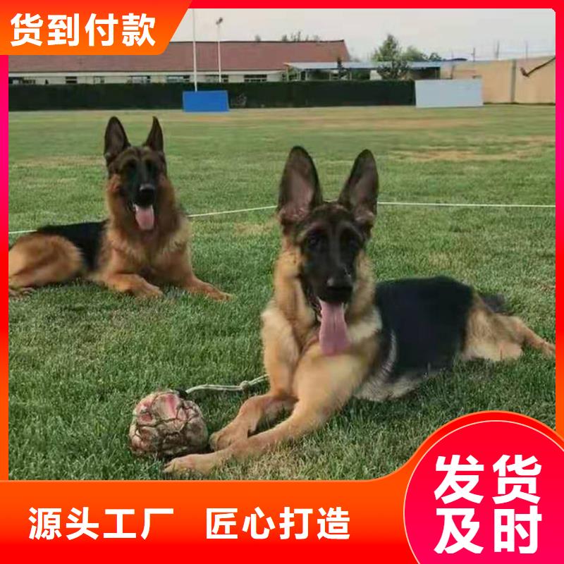 德国牧羊犬-【马犬】库存丰富