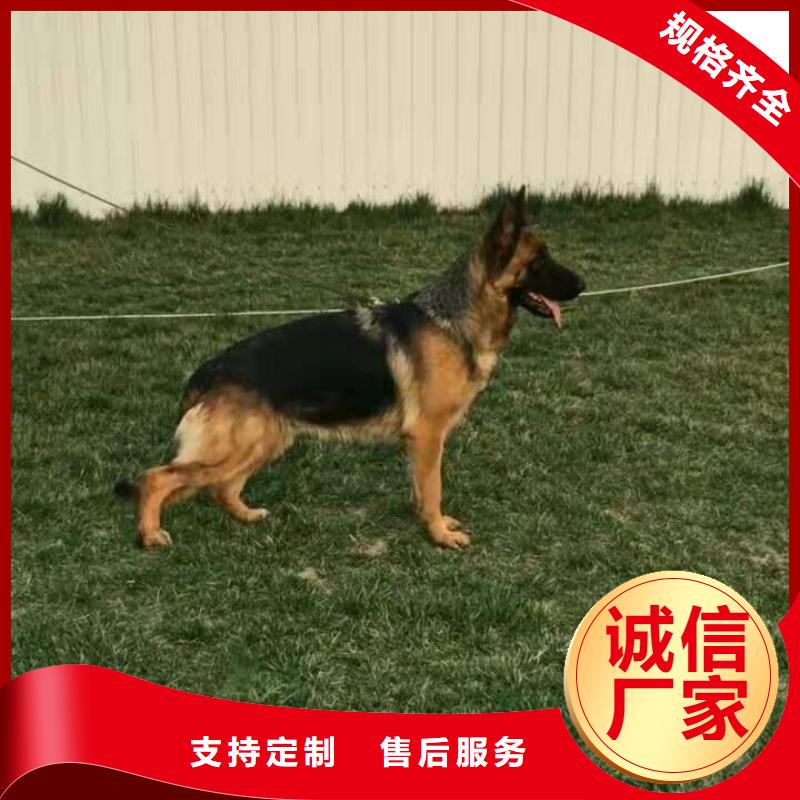 【德国牧羊犬】高加索犬支持大批量采购