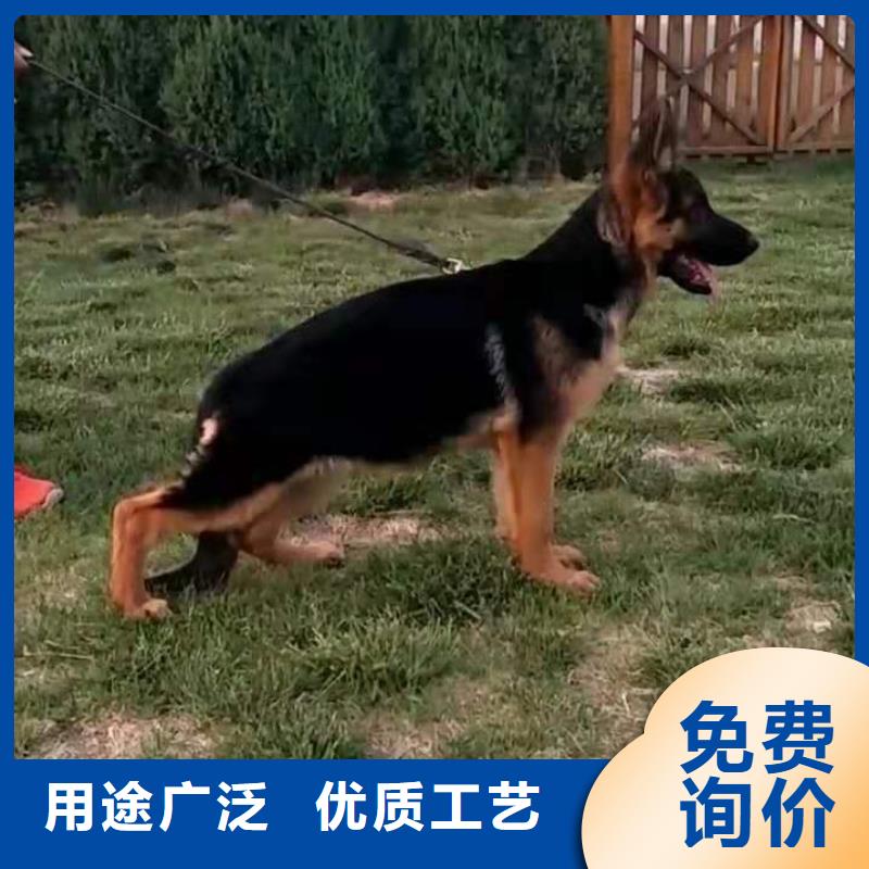 德国牧羊犬马犬供应商