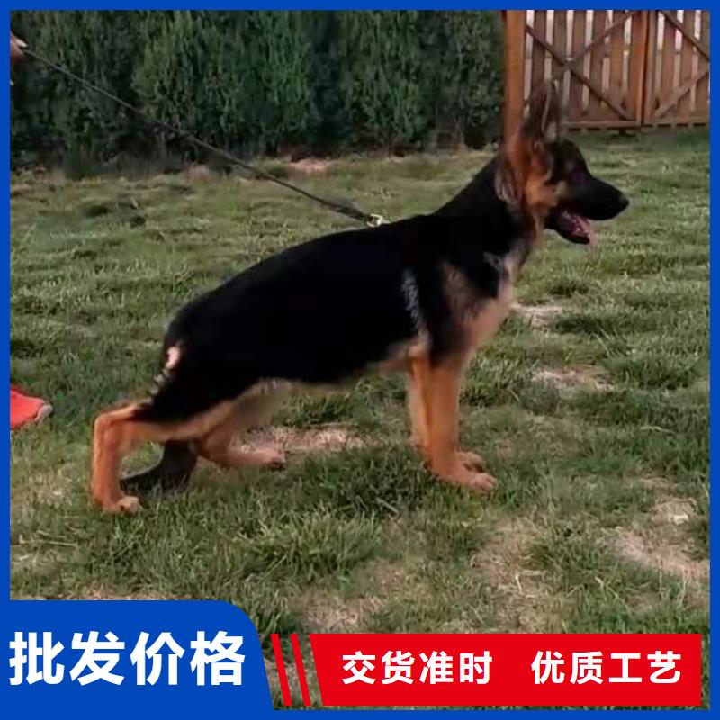 德国牧羊犬【杜高犬】敢与同行比质量