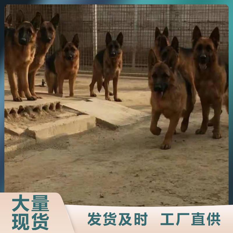 【德国牧羊犬】,杜高犬一对一为您服务