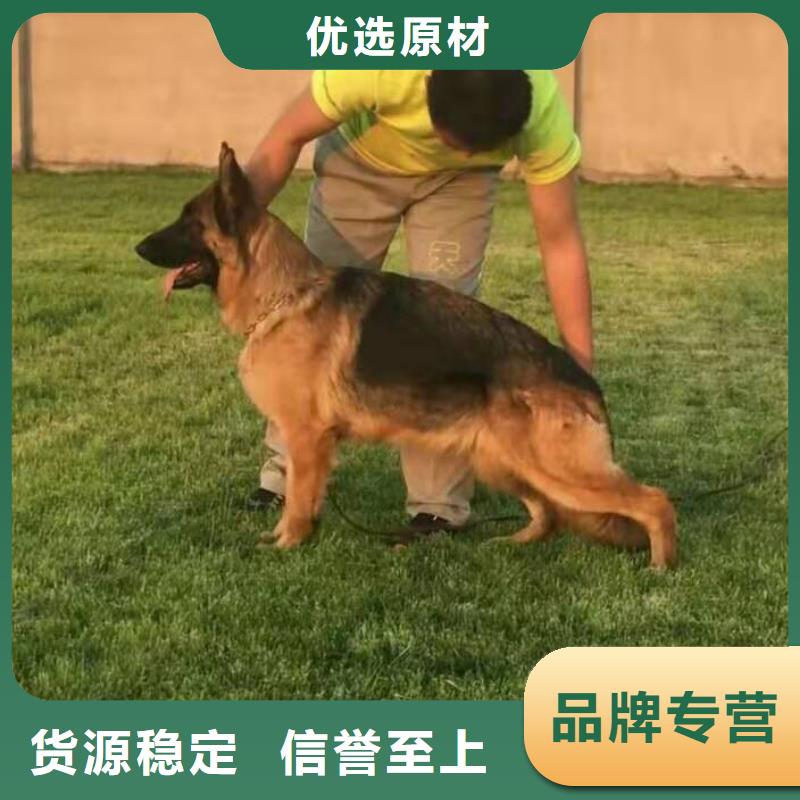 德国牧羊犬-拉布拉多犬厂家直销直供