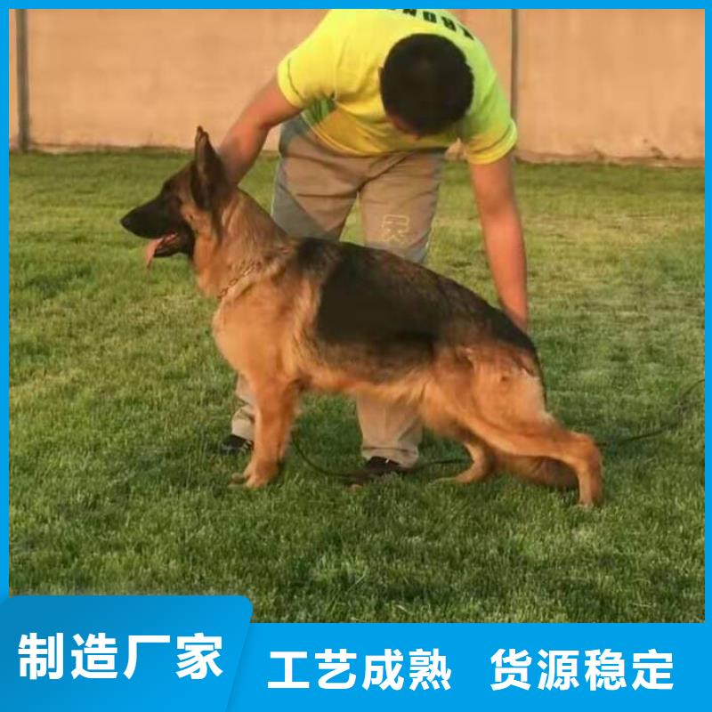 德国牧羊犬-罗威纳犬专业生产团队