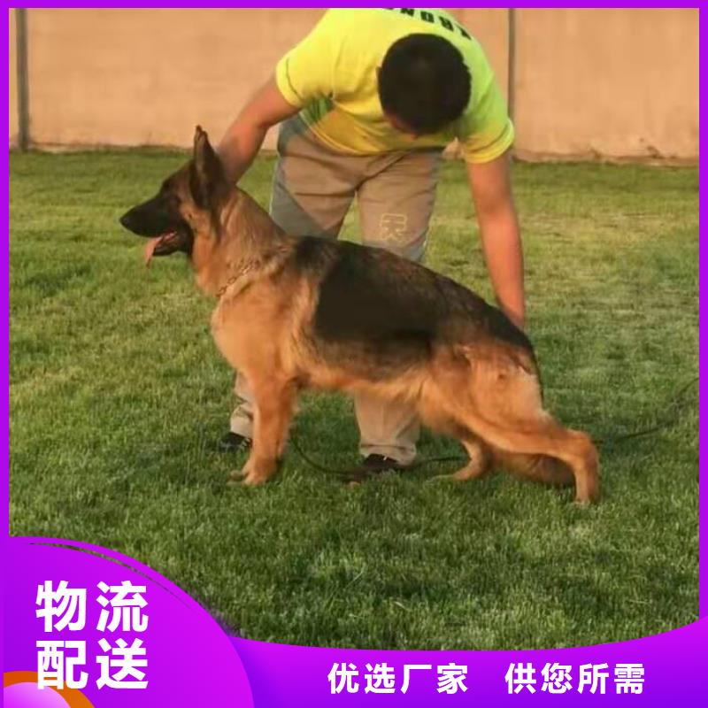 德国牧羊犬-【马犬】库存丰富