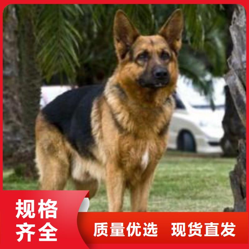 德国牧羊犬高加索犬材质实在