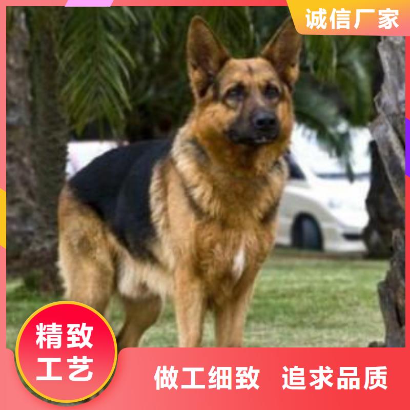 德国牧羊犬杜宾犬标准工艺