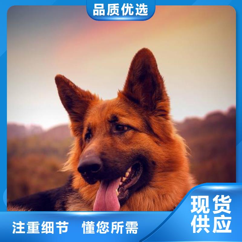 德国牧羊犬杜宾犬准时交付