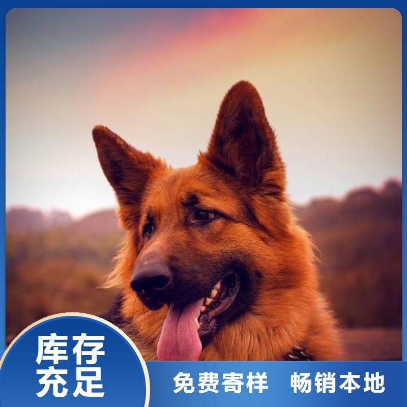 德国牧羊犬德牧犬精选好货