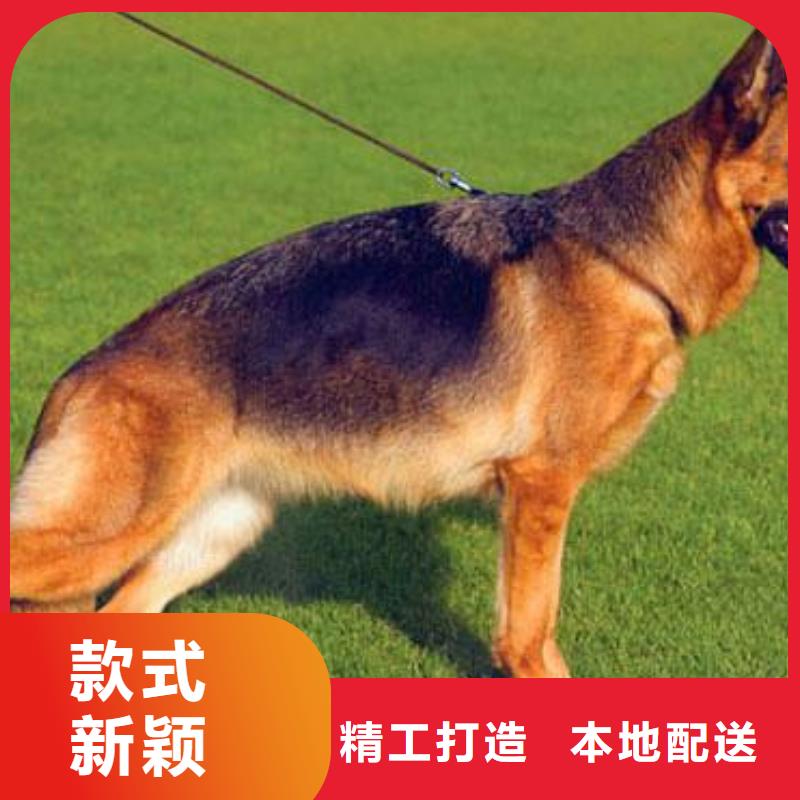 德国牧羊犬-高加索犬送货上门