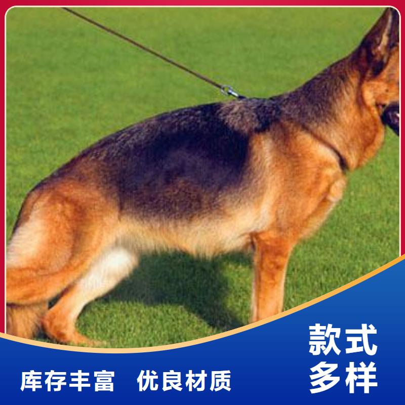 【德国牧羊犬马犬闪电发货】