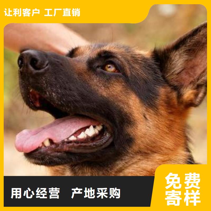 德国牧羊犬罗威纳犬质量优价格低