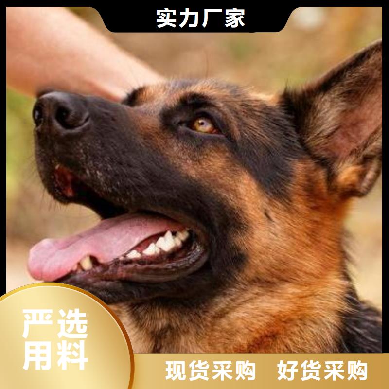 德国牧羊犬,高加索犬详细参数