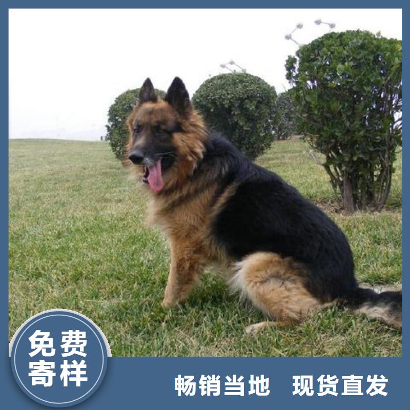 德国牧羊犬拉布拉多犬产品细节