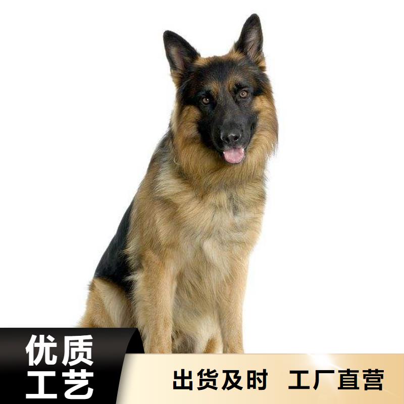 德国牧羊犬罗威纳犬产地直销