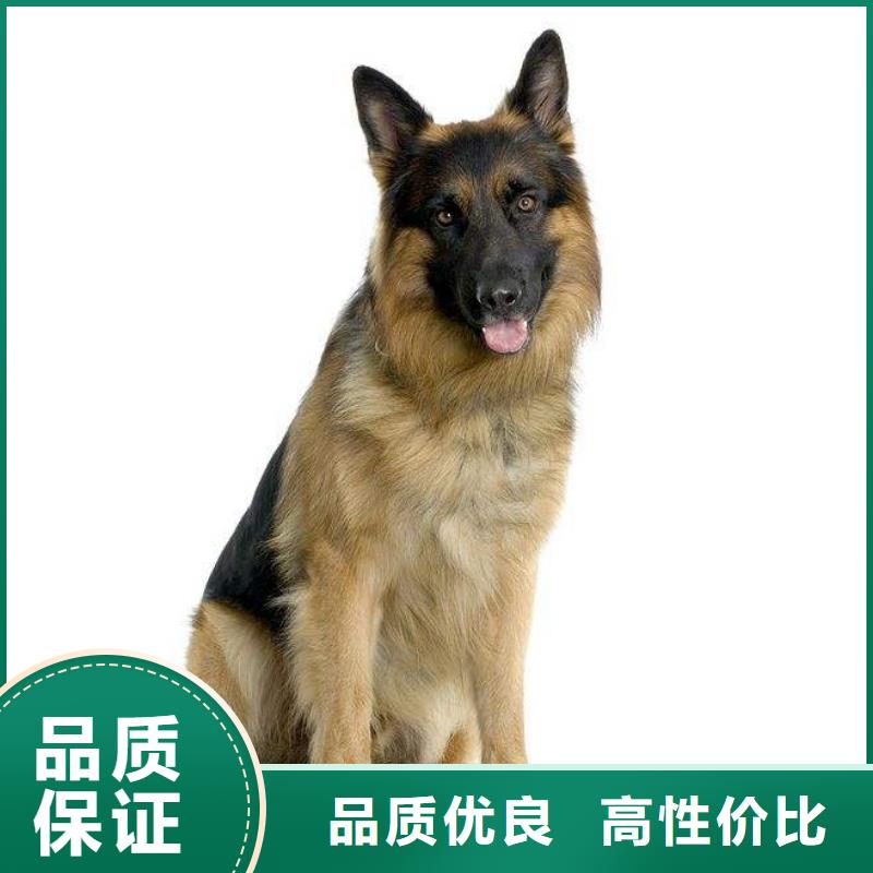 德国牧羊犬杜宾犬标准工艺