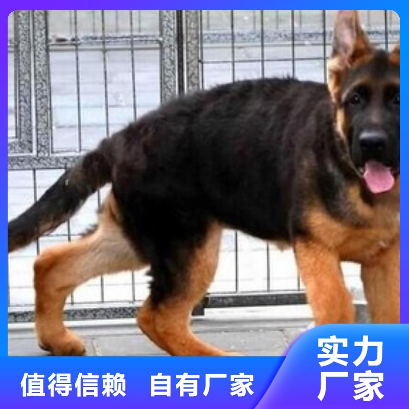 德国牧羊犬拉布拉多犬产品细节