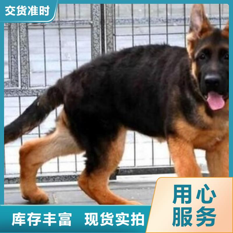 【德国牧羊犬德牧犬安心购】