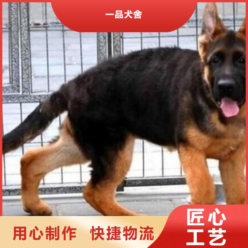 德国牧羊犬拉布拉多犬海量现货