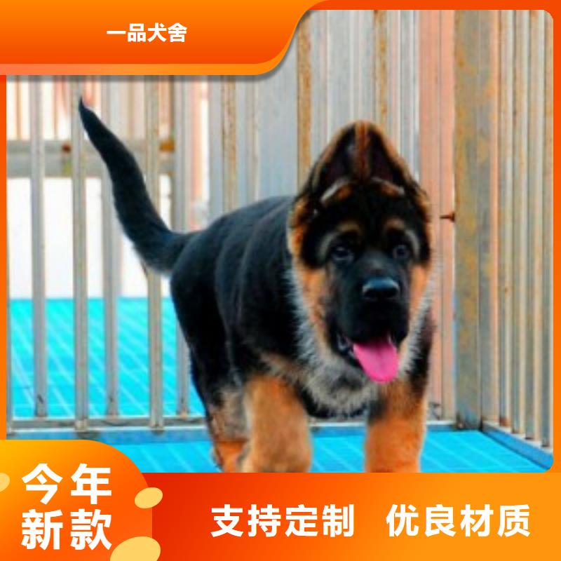 德国牧羊犬德牧犬厂家型号齐全