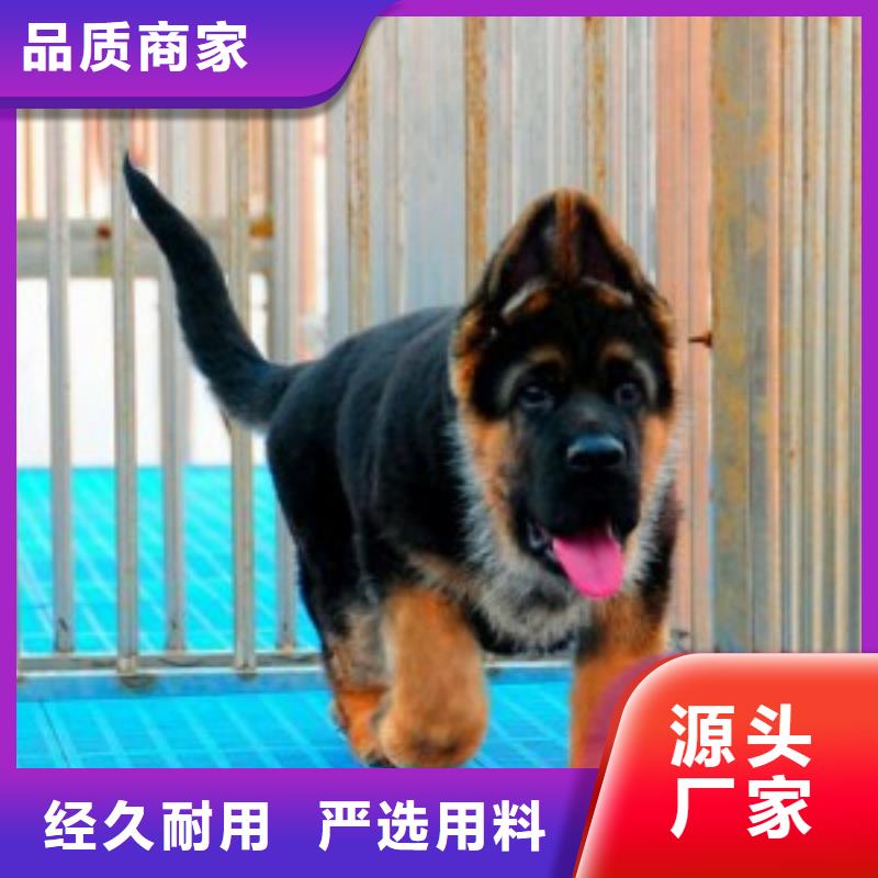 德国牧羊犬杜宾犬常年出售