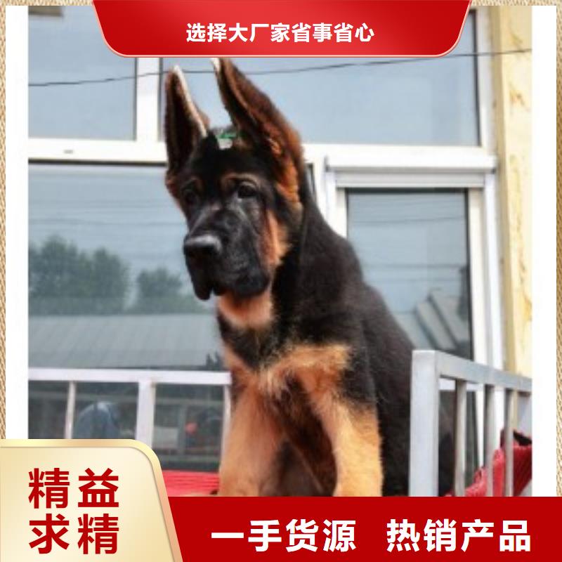 德国牧羊犬【拉布拉多犬】实力工厂