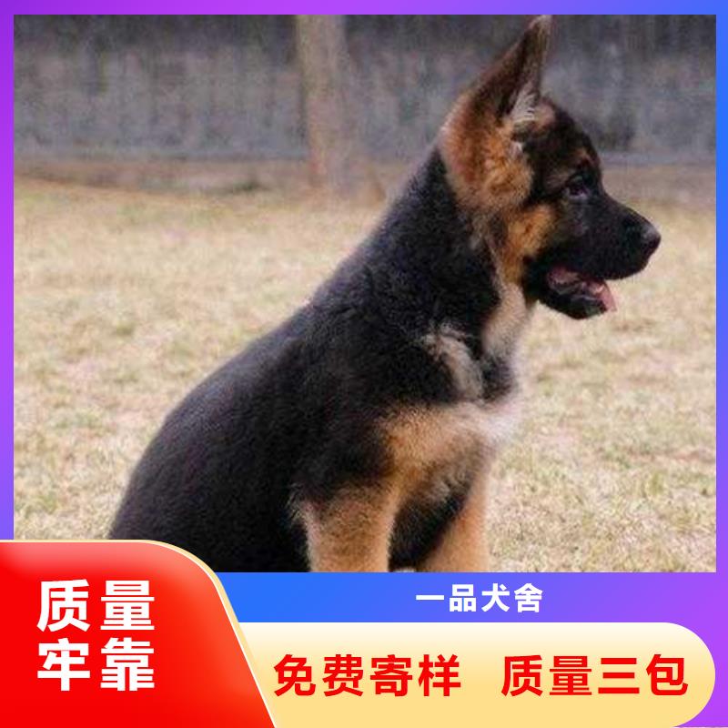 德国牧羊犬杜宾犬老品牌厂家