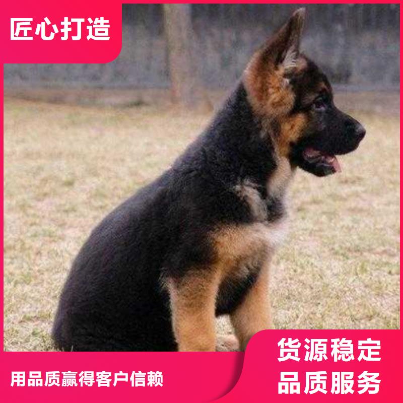 德国牧羊犬罗威纳犬源头工厂量大优惠