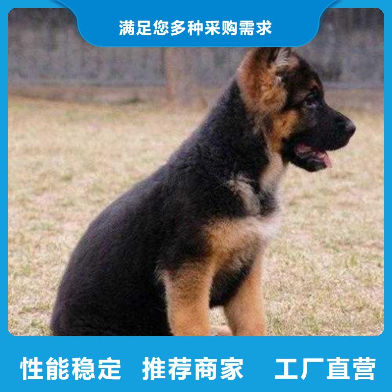 德国牧羊犬杜宾犬准时交付