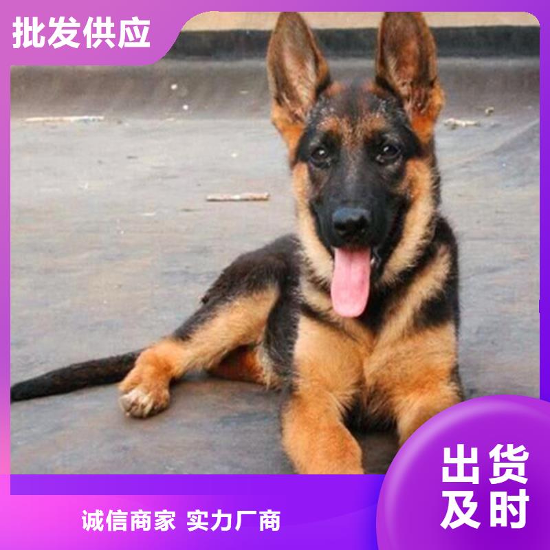 德国牧羊犬杜高犬厂家精选