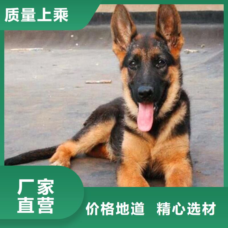 德国牧羊犬杜高犬厂家精选