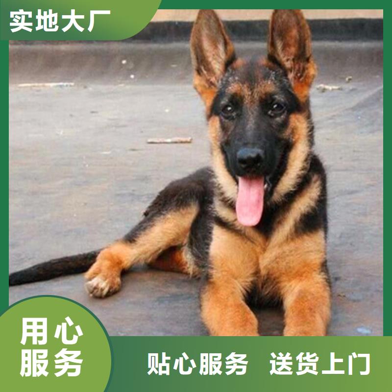 【德国牧羊犬拉布拉多犬市场行情】