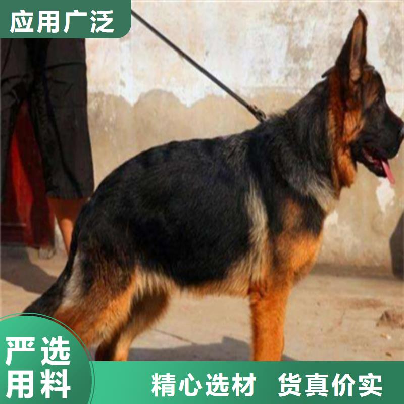 德国牧羊犬_罗威纳犬批发商