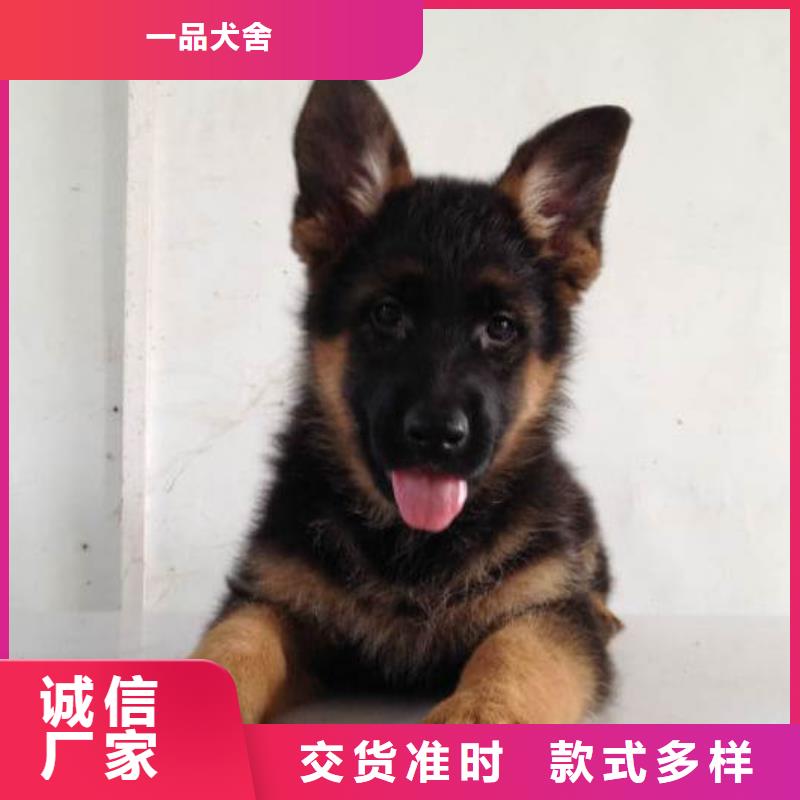 德国牧羊犬德牧犬厂家型号齐全