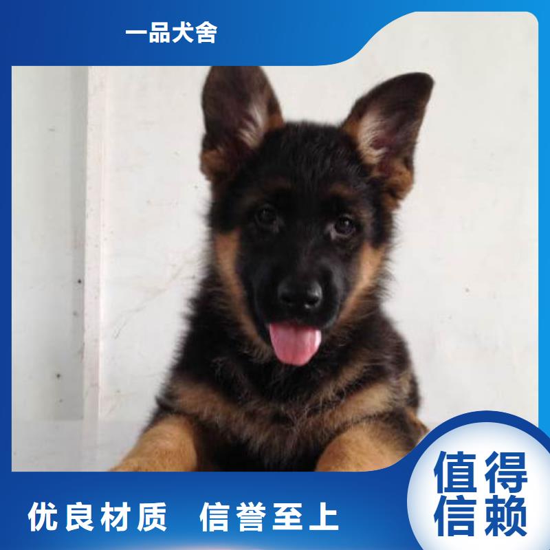 【德国牧羊犬卡斯罗犬源头厂家经验丰富】