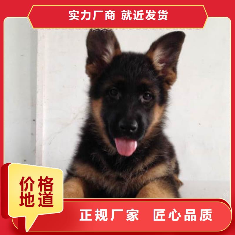 【德国牧羊犬,德牧犬专心专注专业】