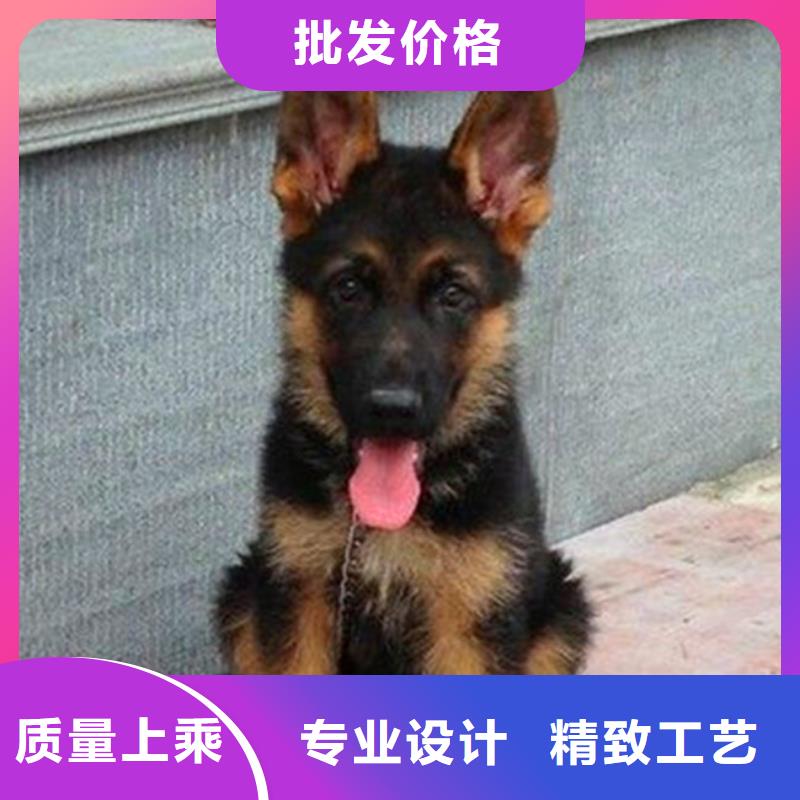 德国牧羊犬马犬现货采购