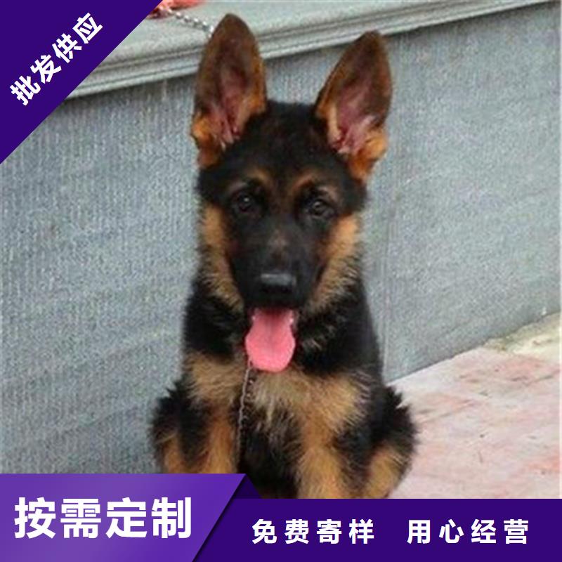 德国牧羊犬,德牧犬口碑好实力强