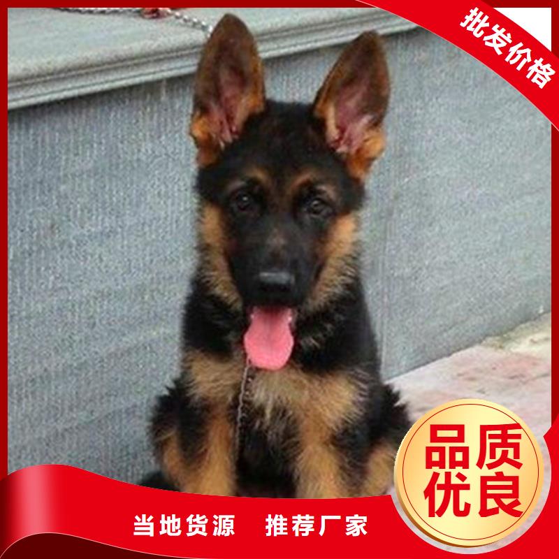 德国牧羊犬-杜宾犬按需设计